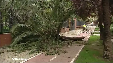 El temporal provoca caídas de árboles, bloqueos de vehículos por agua y más de 180 intervenciones en Alicante El temporal provoca caídas de árboles, bloqueos de vehículos por agua y más de 180 intervenciones en Alicante