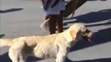 Un perro defiende a 'Jesús' en la cruz durante el Vía Crucis en México