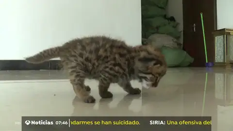 Dos crías de leopardo han sido encontradas por un menor y en un primer momento fueron confundidas con gatos Dos crías de leopardo han sido encontradas por un menor y en un primer momento fueron confundidas con gatos
