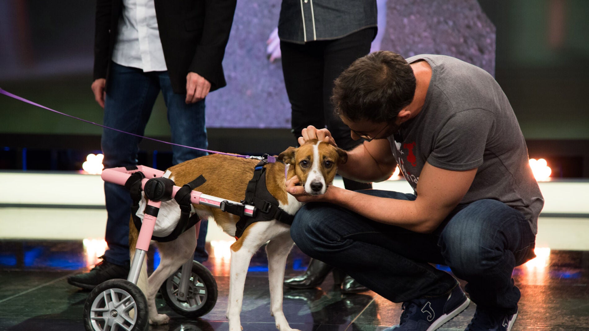 Kali, la adorable perrita que fue abandonada, busca un nuevo hogar en 'El Hormiguero 3.0'