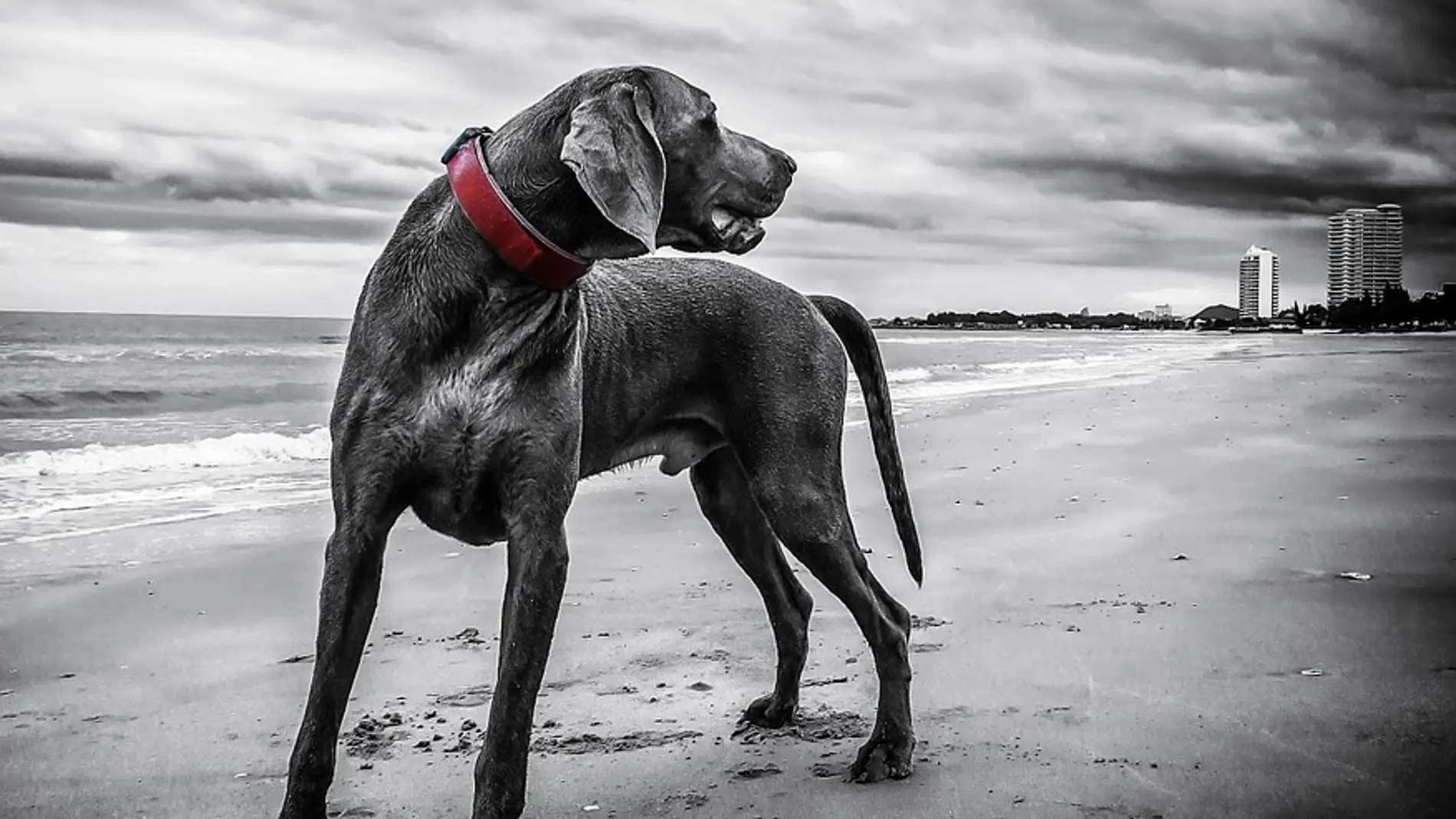 Perro braco de Weimar