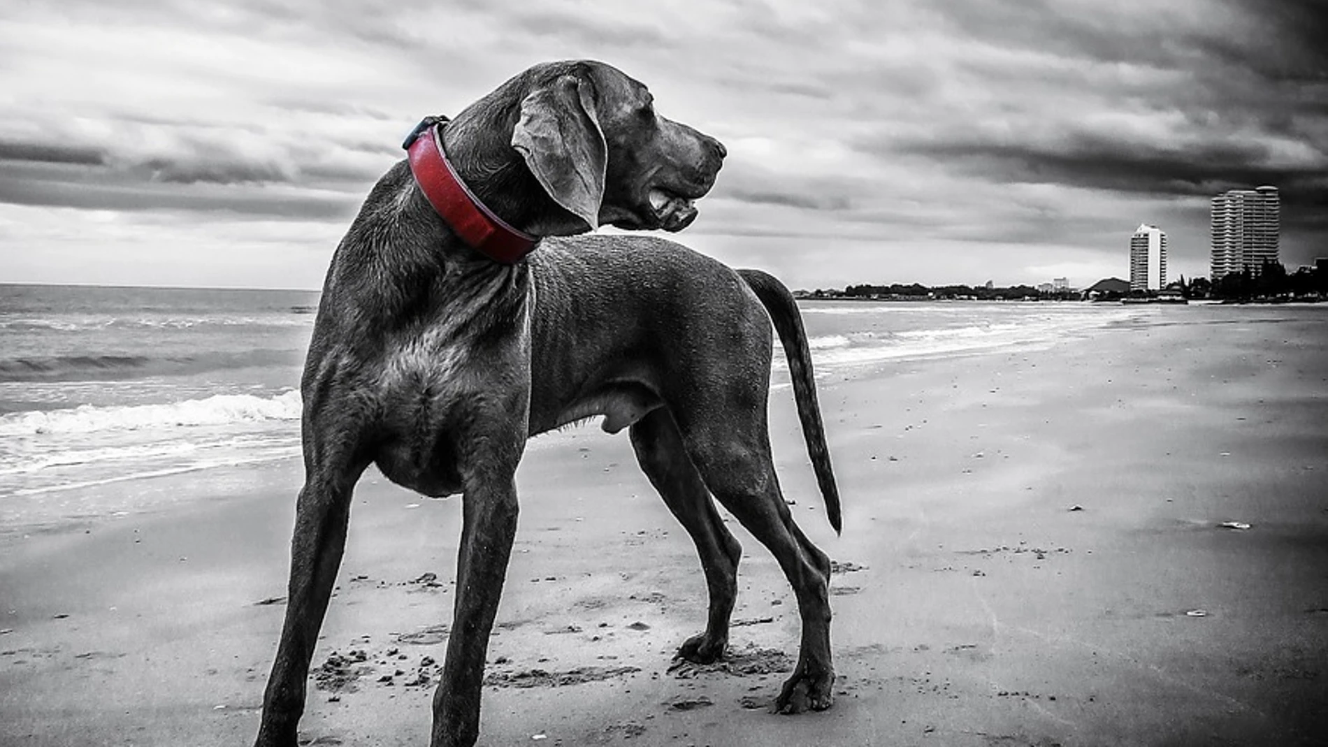 Perro braco de Weimar Perro braco de Weimar