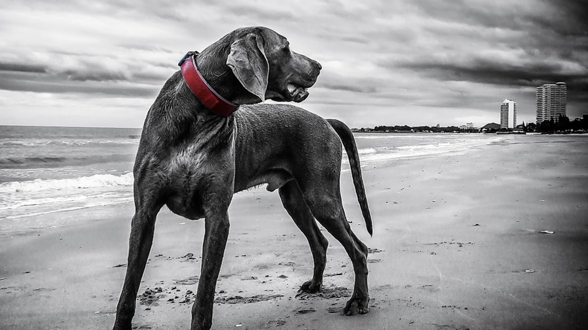 Perro braco de Weimar
