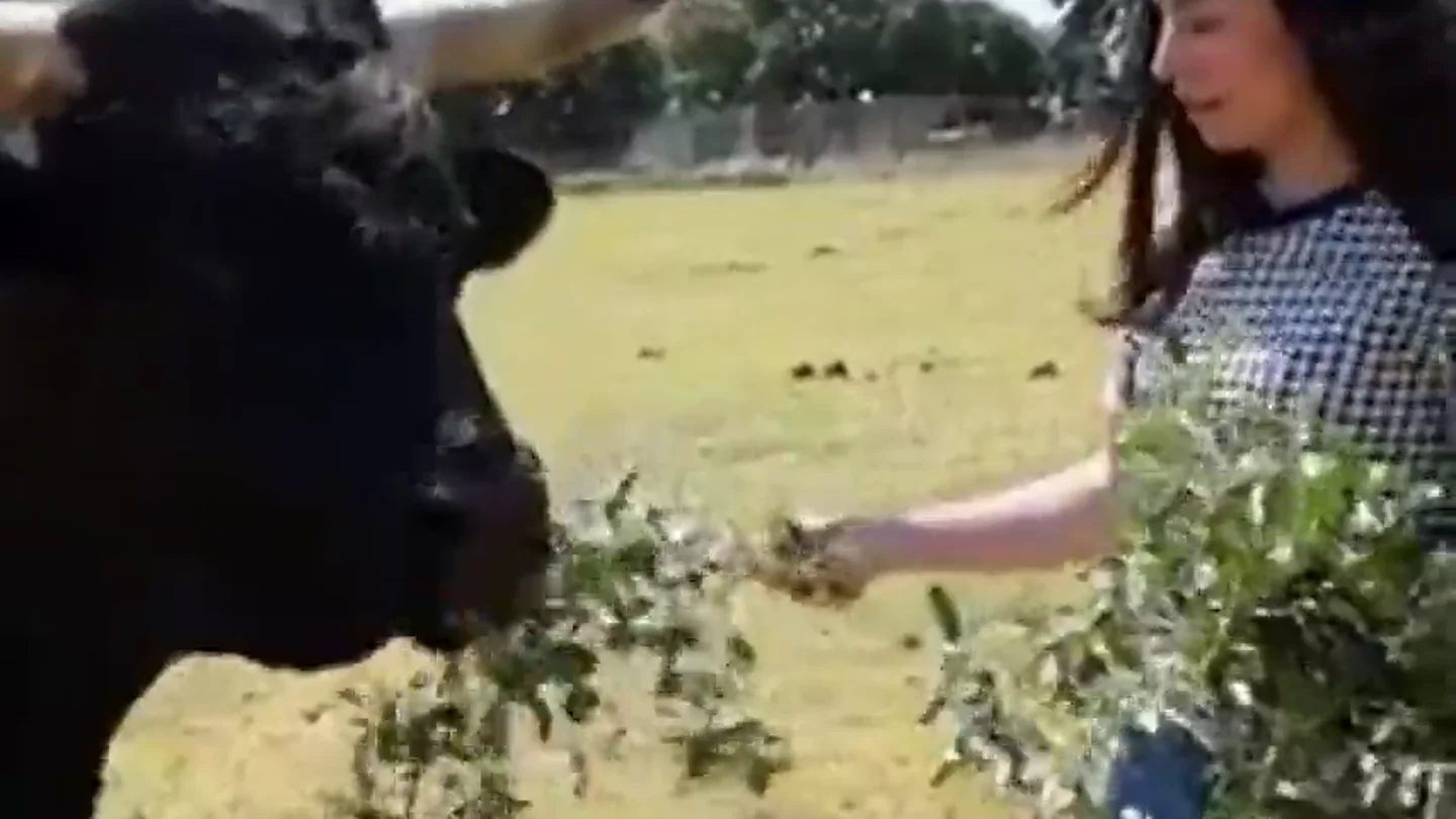 Una candidata de PACMA confunde un toro con un buey y Cayetano Rivera la tacha de ignorante Una candidata de PACMA confunde un toro con un buey y Cayetano Rivera la tacha de ignorante