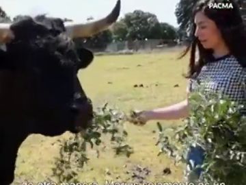 Una candidata de PACMA confunde un toro con un buey y Cayetano Rivera la tacha de ignorante