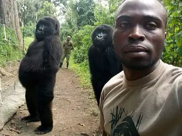 El ´selfie´de un de un guarda forestal con dos gorilas El ´selfie´de un de un guarda forestal con dos gorilas