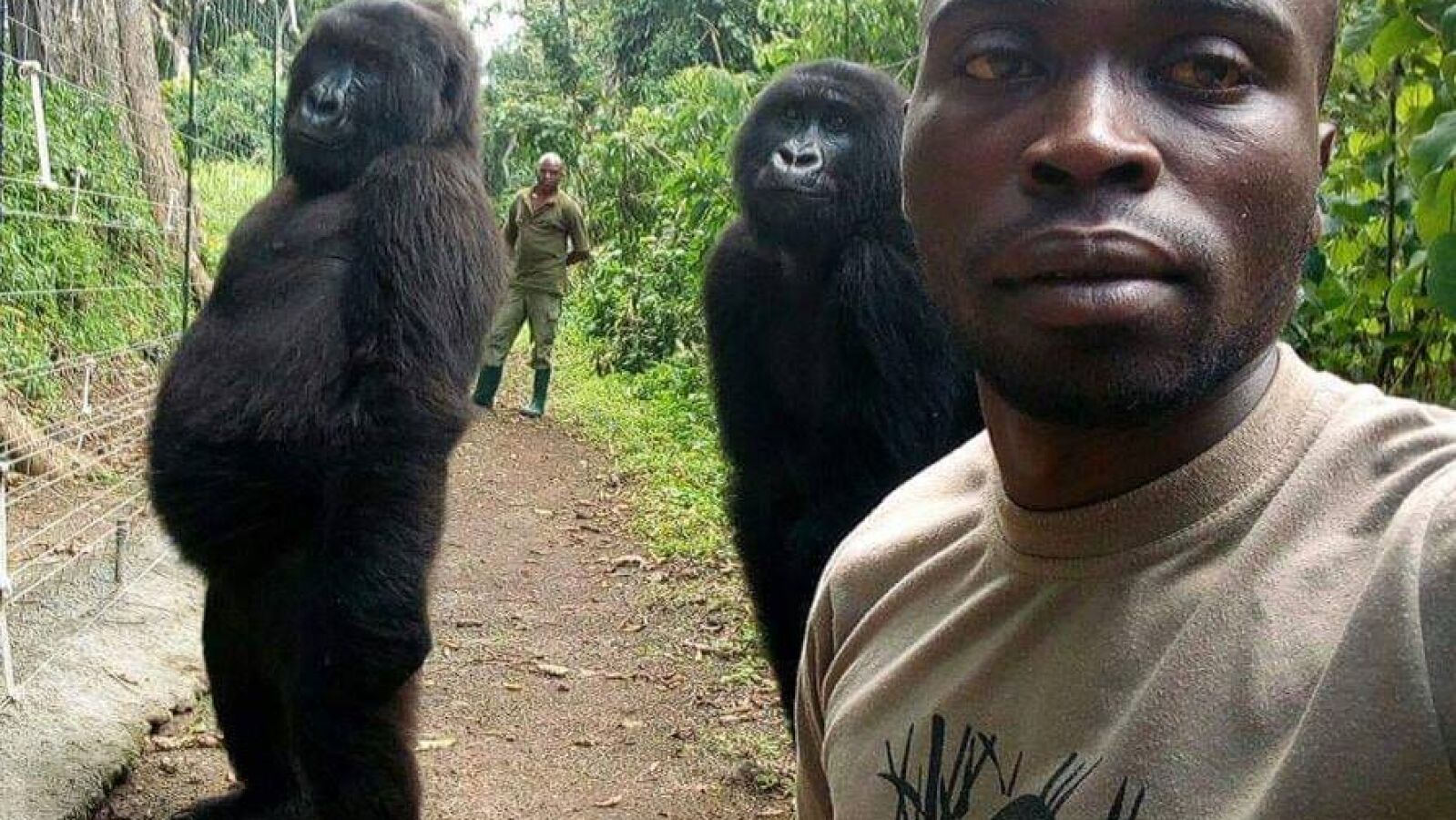 El 'selfie' viral de un guarda forestal junto a dos gorilas