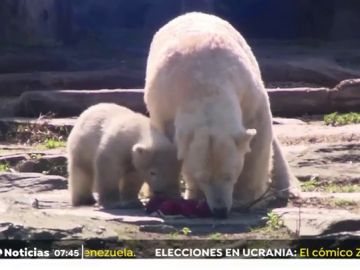 Unos osos polares disfrutran de los huevos de Pascua en el zoo de Berlín Unos osos polares disfrutran de los huevos de Pascua en el zoo de Berlín