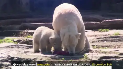 Unos osos polares disfrutran de los huevos de Pascua en el zoo de Berlín Unos osos polares disfrutran de los huevos de Pascua en el zoo de Berlín
