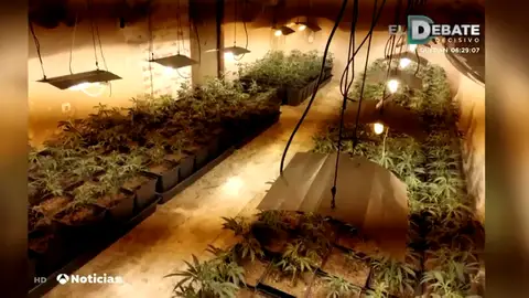 MARIHUANA MARIHUANA