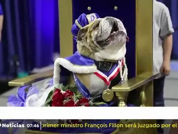 Se celebra el concurso ´el bulldog más hermoso del año´ Se celebra el concurso ´el bulldog más hermoso del año´