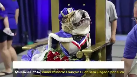 Se celebra el concurso ´el bulldog más hermoso del año´ Se celebra el concurso ´el bulldog más hermoso del año´