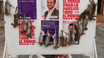 Conejos muertos en un cartel electoral de Garzón
