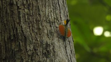 Draco spilonotus
