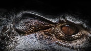Ojo de cocodrilo