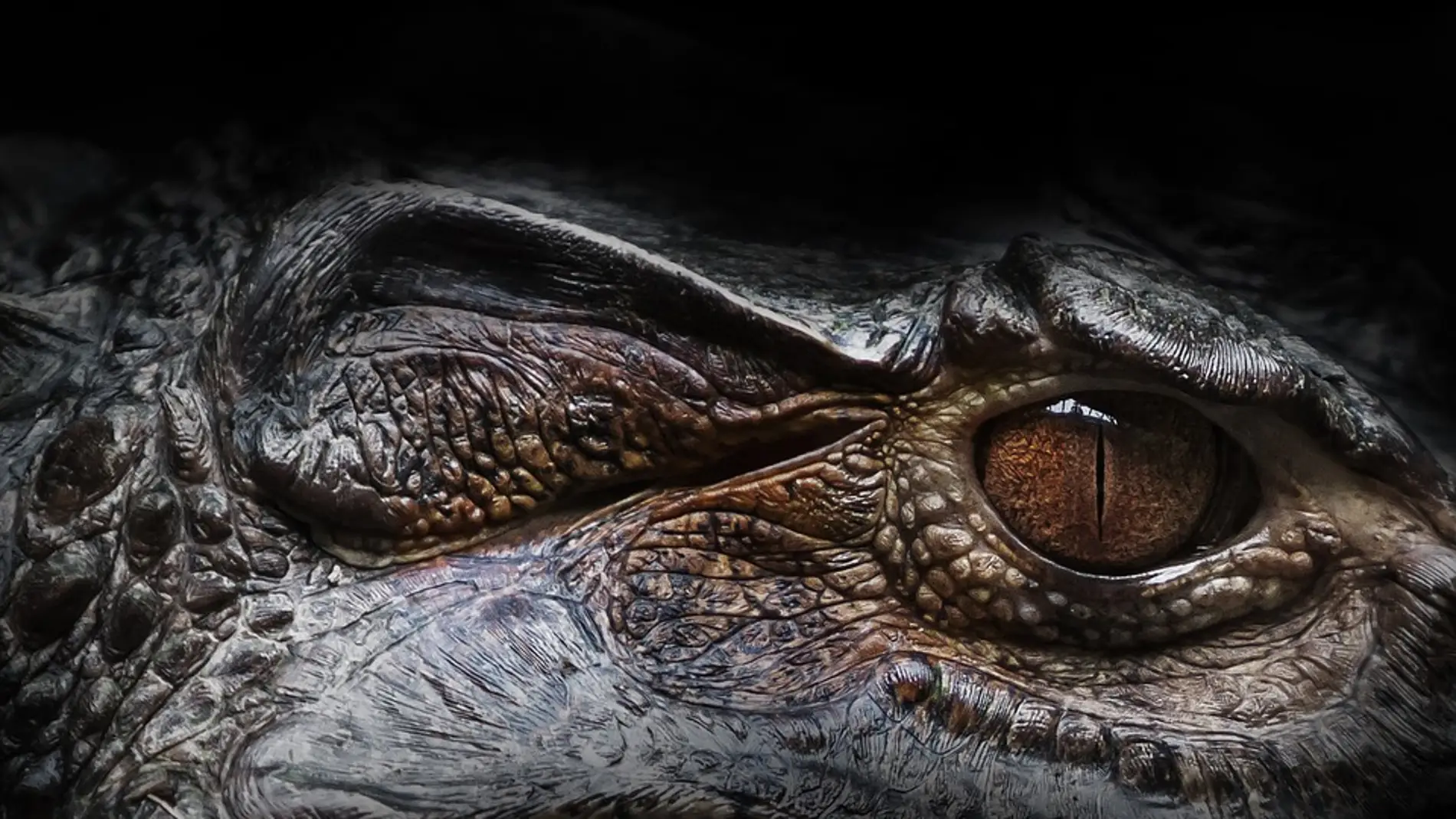Ojo de cocodrilo