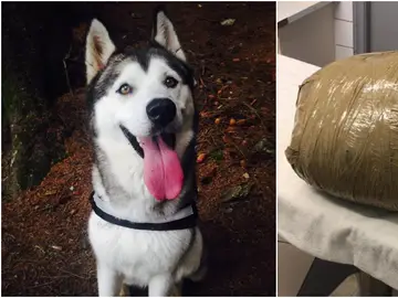 El husky y el paquete que le devolvieron a la dueña El husky y el paquete que le devolvieron a la dueña