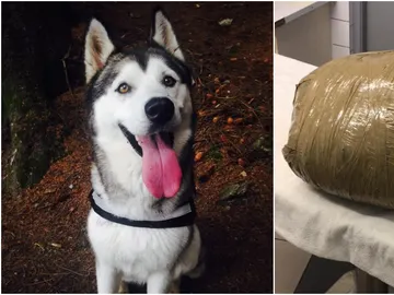 El husky y el paquete que le devolvieron a la dueña El husky y el paquete que le devolvieron a la dueña