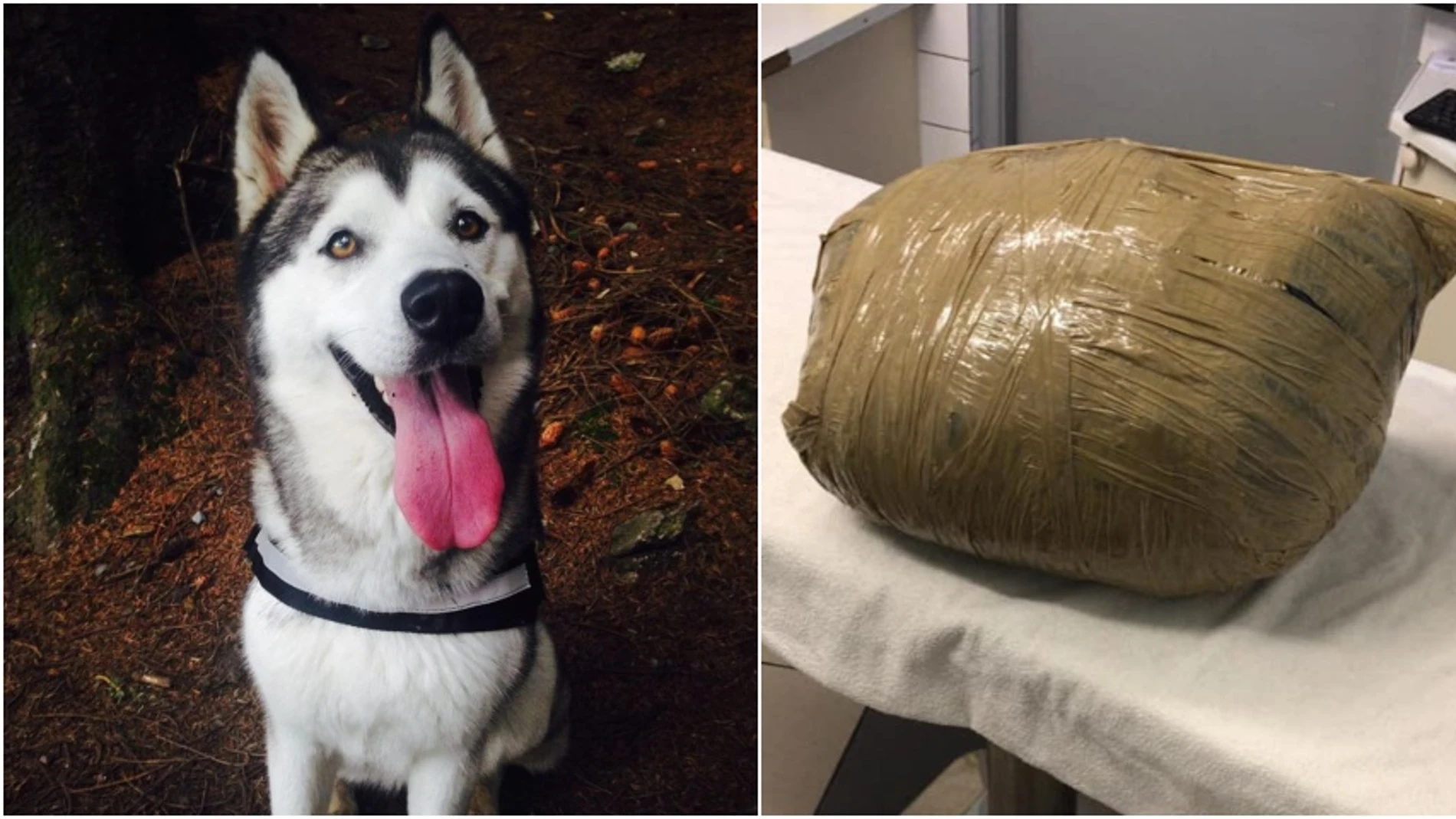 El husky y el paquete que le devolvieron a la dueña El husky y el paquete que le devolvieron a la dueña