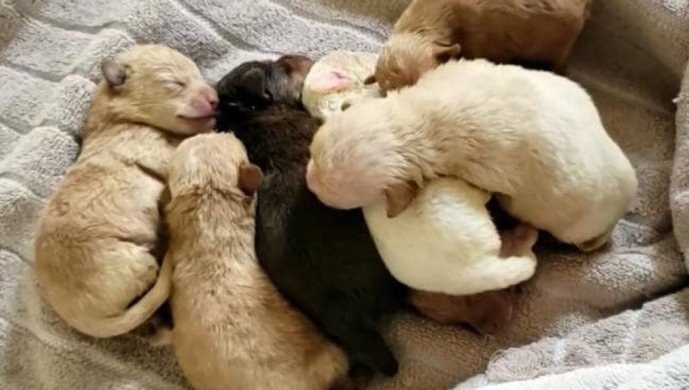 cachorros