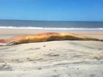 Aparece el cadáver de una ballena en una playa de Doñana