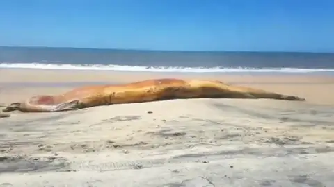 Aparece el cadáver de una ballena en una playa de Doñana Aparece el cadáver de una ballena en una playa de Doñana