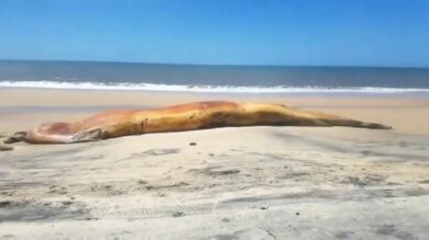 Aparece el cadáver de una ballena en una playa de Doñana