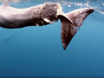 La ballena con la cola seccionada