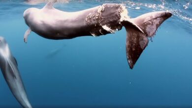 Graban en vídeo a una ballena con la cola completamente seccionada para denunciar la acción del hombre en los océanos