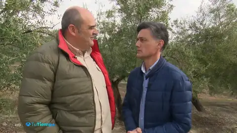 'Olivares vivos' para recuperar la biodiversidad 'Olivares vivos' para recuperar la biodiversidad