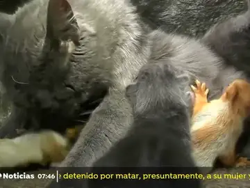 GATO GATO