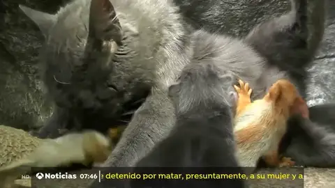GATO GATO