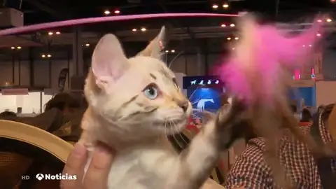 En la feria de mascotas de Madrid asesoran a las personas a elegir "el gato que les encaje" a cada uno según sus circunstancias En la feria de mascotas de Madrid asesoran a las personas a elegir "el gato que les encaje" a cada uno según sus circunstancias