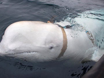 La ballena hallada por expertos noruegos