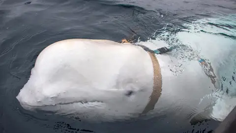 La ballena hallada por expertos noruegos La ballena hallada por expertos noruegos