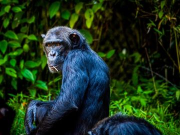 Chimpancé Chimpancé