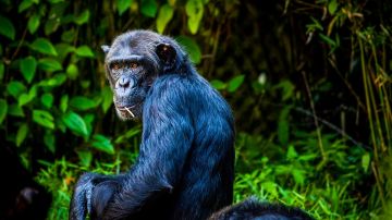 Chimpancé