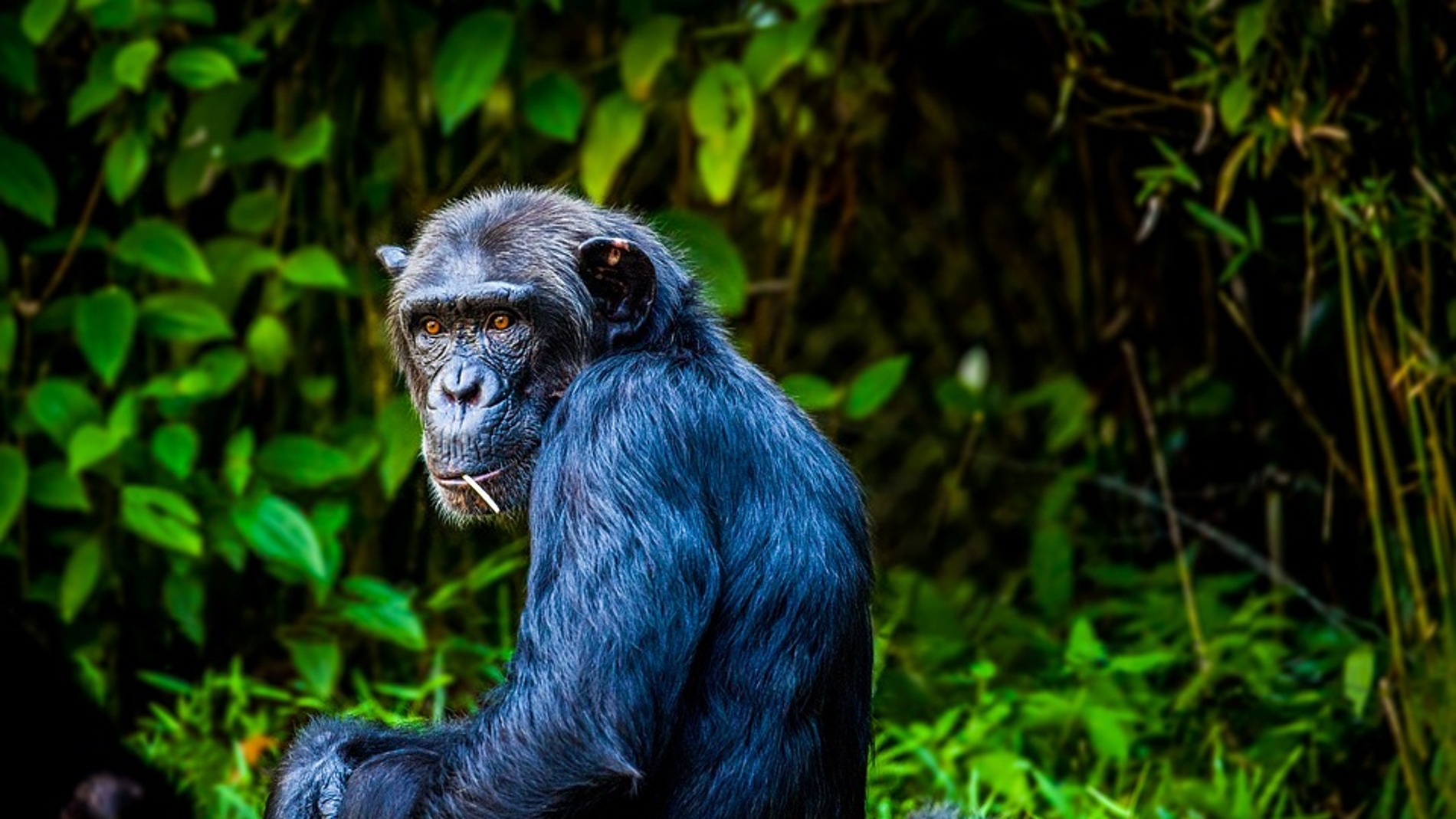 Chimpancé