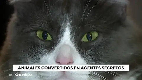 animales espÃa animales espÃa