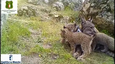 Nenúfar junto a sus cuatro crías, en una imagen grabada esta primavera Naturaleza: Nacen cuatro crías de Lince Ibérico en los Montes de Toledo