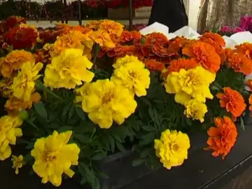 FERIA FLORES FERIA FLORES