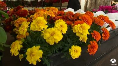 Flores, plantas y artesanía en el mes de mayo