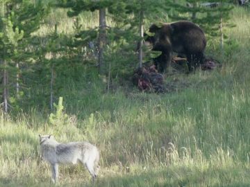 Lobo enfrentándose a un oso Lobo enfrentándose a un oso