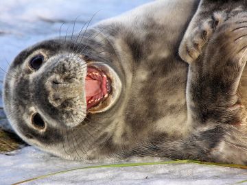 Foca riéndose Foca riéndose