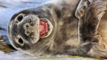Foca riéndose Foca riéndose