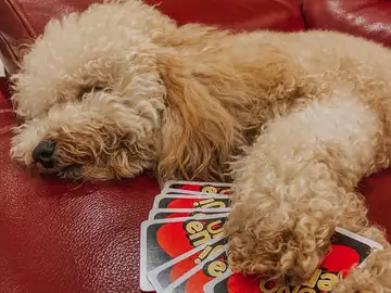 Un perro con las cartas del 'UNO' Un perro con las cartas del 'UNO'