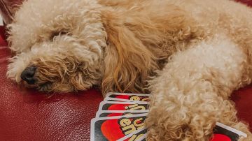 Un perro con las cartas del 'UNO'