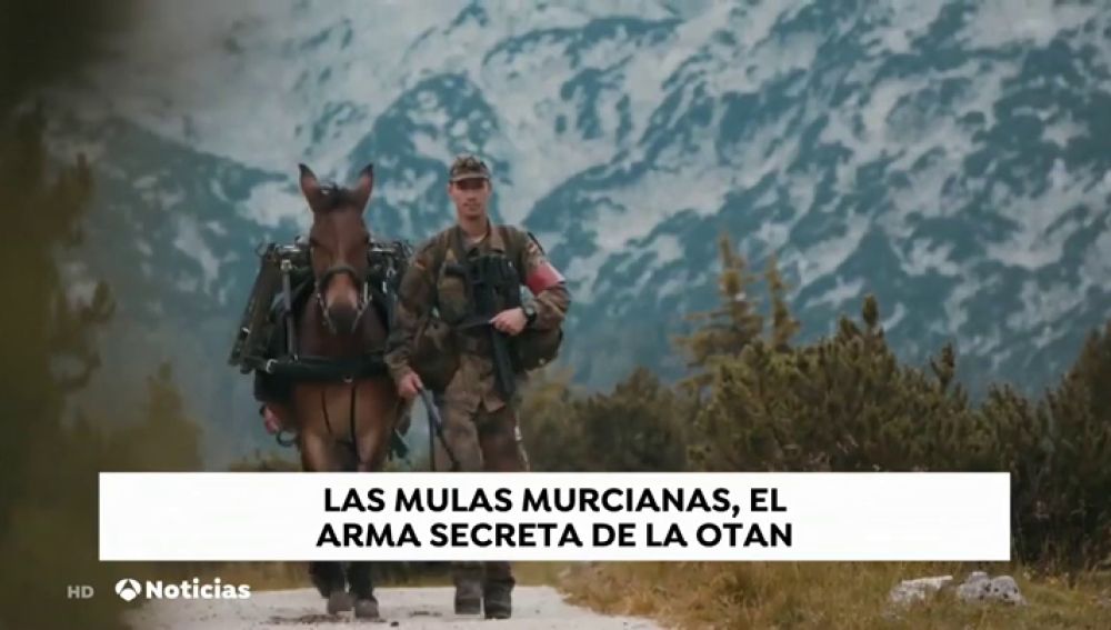 Las mulas murcianas que sirven a la OTAN en la guerra