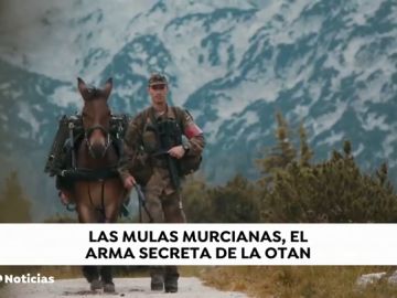 Las mulas murcianas que sirven a la OTAN en la guerra