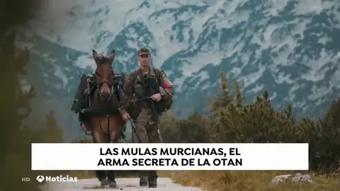 Las mulas murcianas que sirven a la OTAN en la guerra Las mulas murcianas que sirven a la OTAN en la guerra